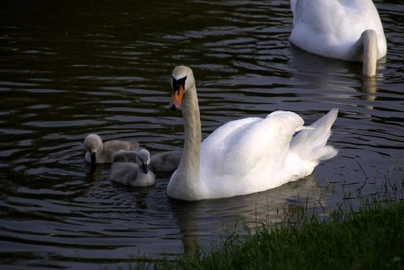 Schwaene auf der Sauer Bild Nr.056